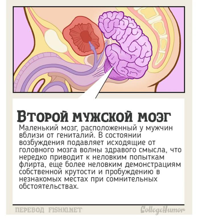 10 тайных органов человеческого тела, о которых вы и не подозревали органы, человеческое тело, юмор